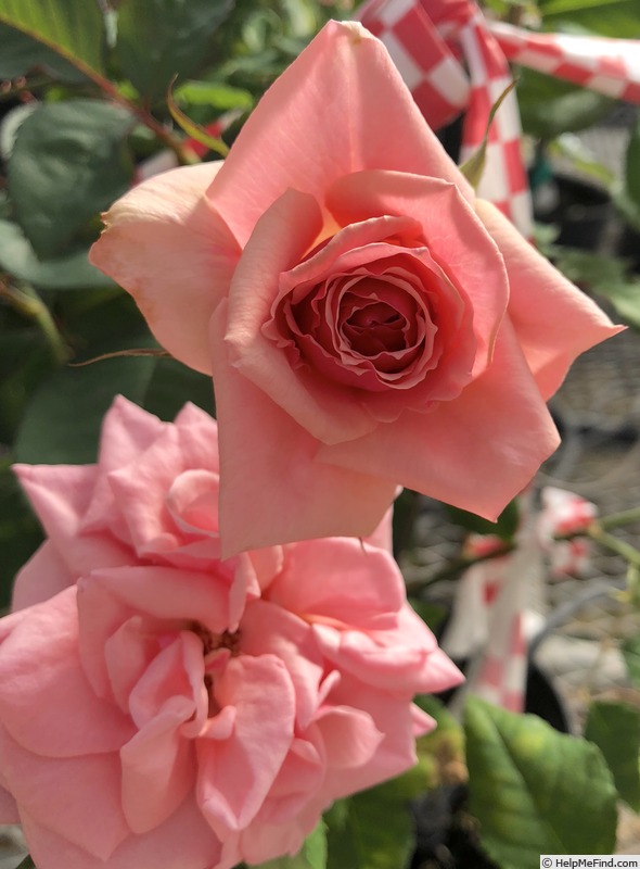 'VIRvalencia' rose photo