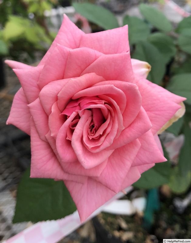 'VIRvalencia' rose photo
