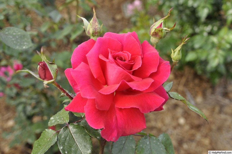 'Fran' rose photo