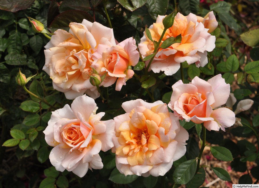 'Trendy (floribunda, Walsh 2018)' rose photo
