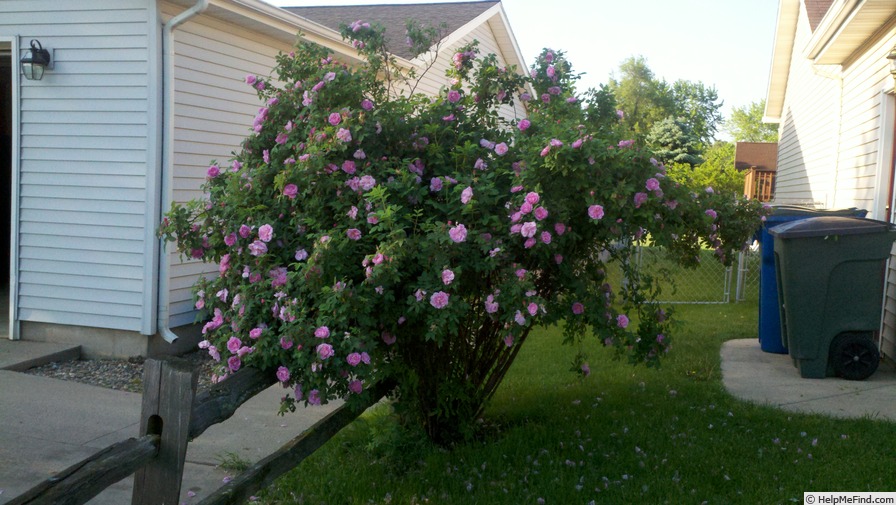 'Thérèse Bugnet (Rugosa, Bugnet, 1941)' rose, click to enlarge 'Thérèse Bugnet (Rugosa, Bugnet, 1941)' rose photo