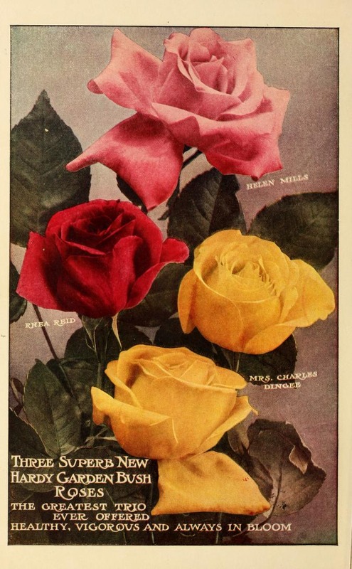 'Helen Mills' rose photo