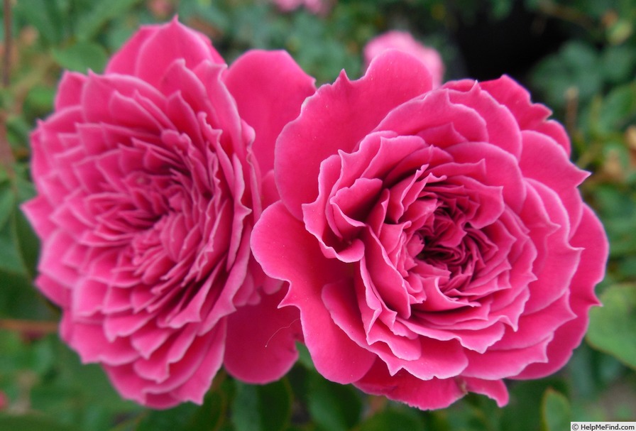 'Marriotta' rose photo