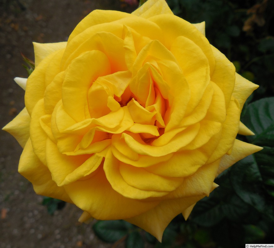 'First Impression' rose photo