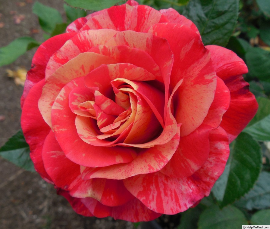 'Frida Kahlo ™' rose photo