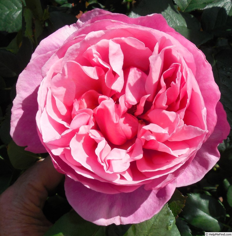 'Dee-Lish' rose, click to enlarge 'Dee-Lish' rose photo