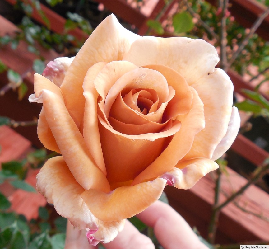 'Spiced Coffee (Hybrid Tea, McGredy, 1985)' rose photo