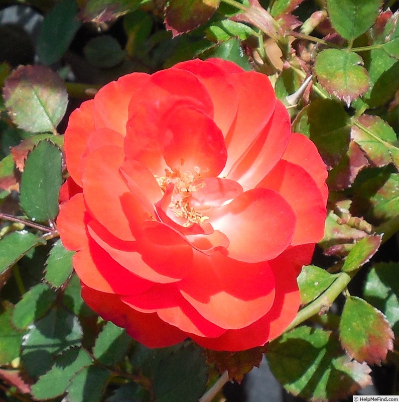 'Brilliant Veranda ®' rose photo