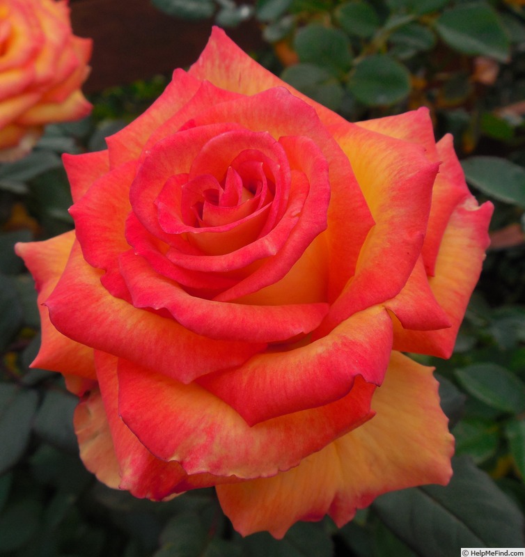 'Polo Club ™' rose photo