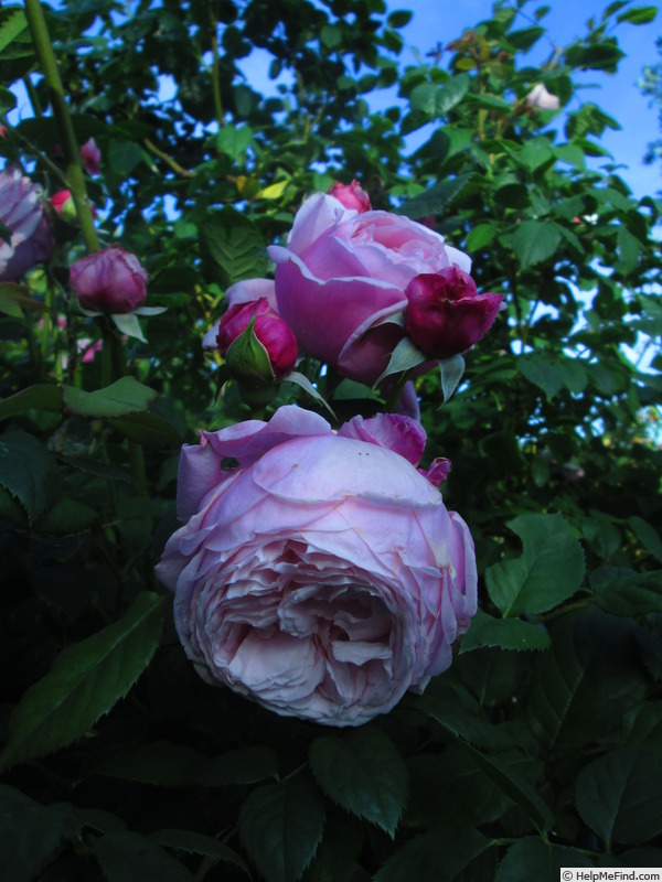 'Spirit of Freedom' rose photo