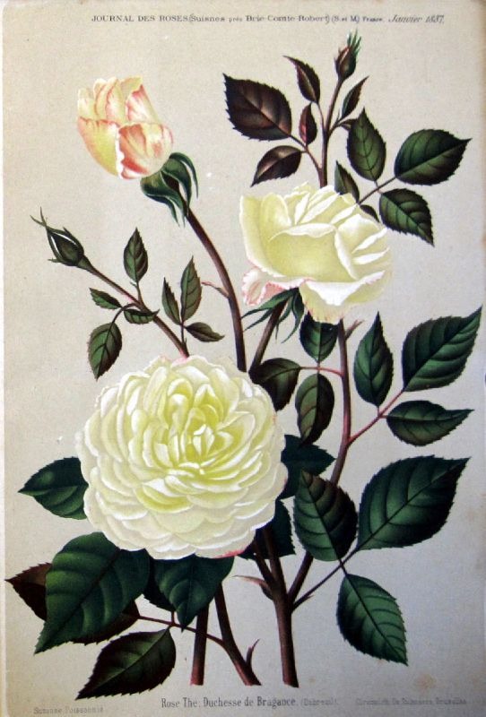 'Duchesse de Bragance (tea, Dubreuil, 1886)' rose photo