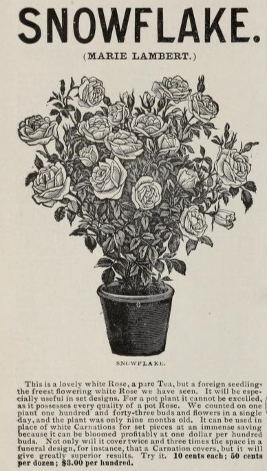 'Marie Lambert' rose photo