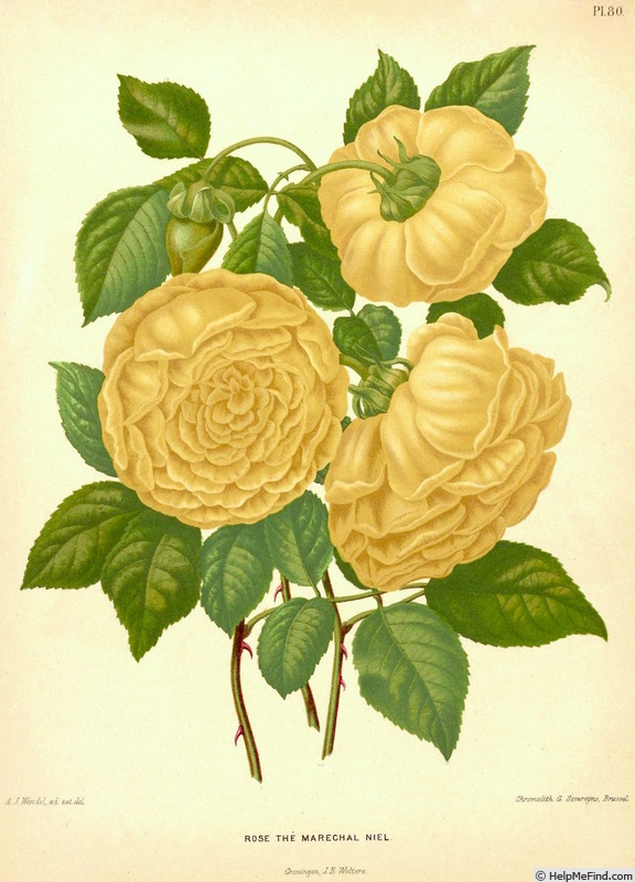 'Maréchal Niel (tea noisette, Castel 1857)' rose photo