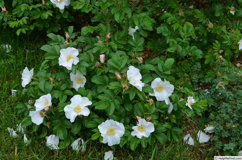 'Mini Blanc' rose photo