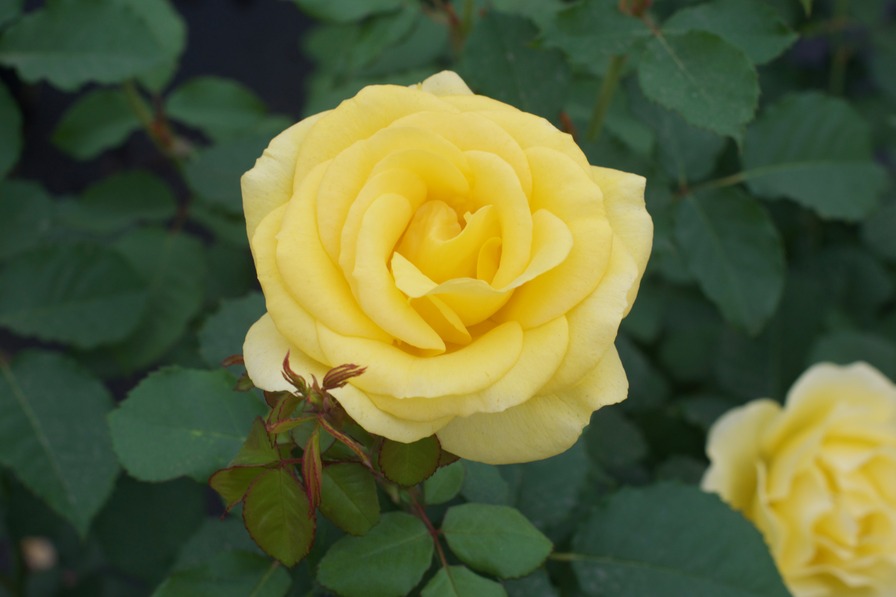 'Sol Desire ™' rose photo
