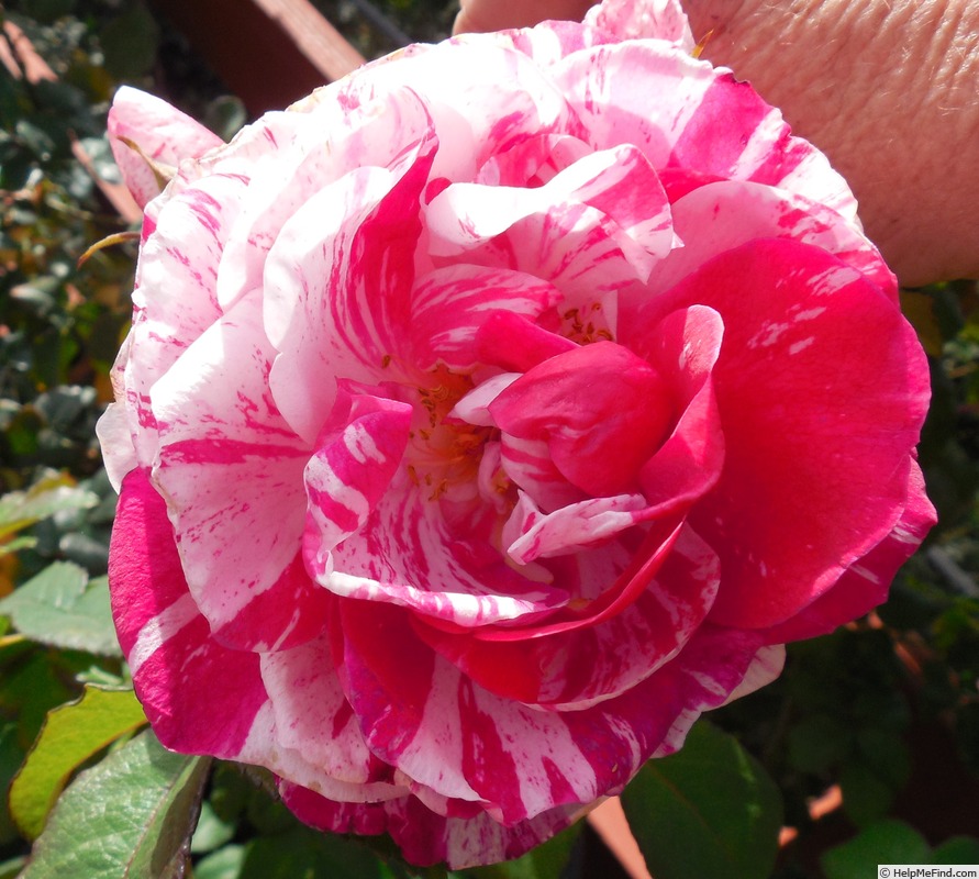 'Moore's Striped Rugosa' rose photo