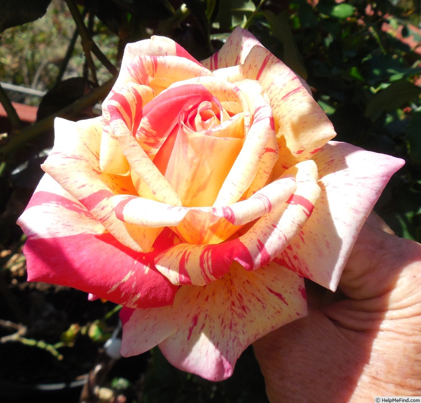'Brocéliande ® (Hybrid Tea, Adam 2000)' rose, click to enlarge 'Brocéliande ® (Hybrid Tea, Adam 2000)' rose photo