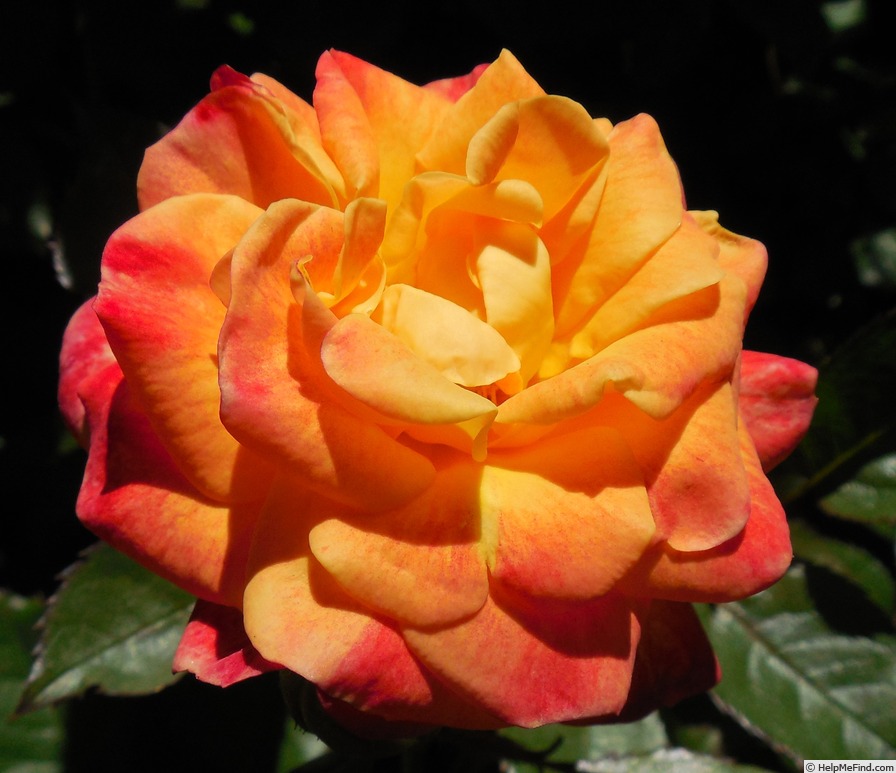 'Firebird ® (floribunda, Kordes, 2005/15)' rose photo