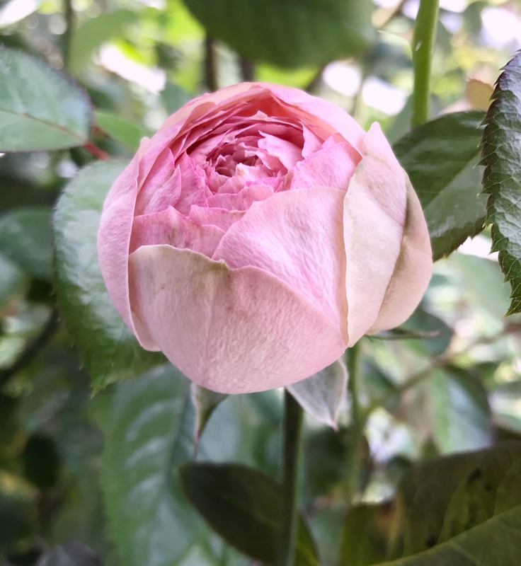 'Charming Piano ®' rose photo