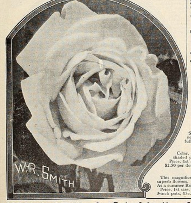 'President Smith' rose photo