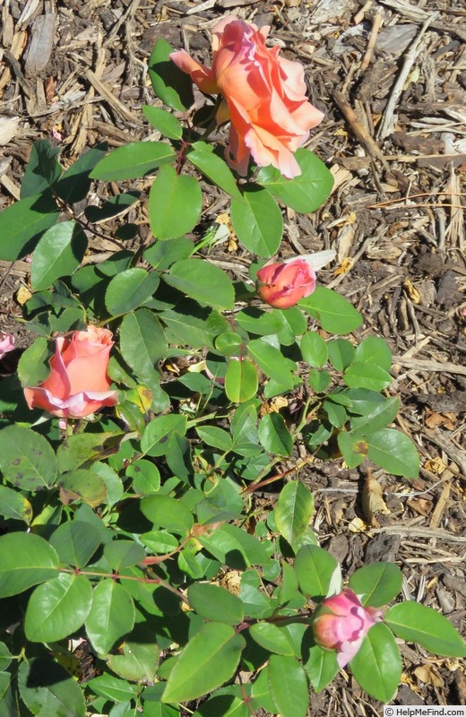 'Portadown Fragrance' rose, click to enlarge 'Portadown Fragrance' rose photo