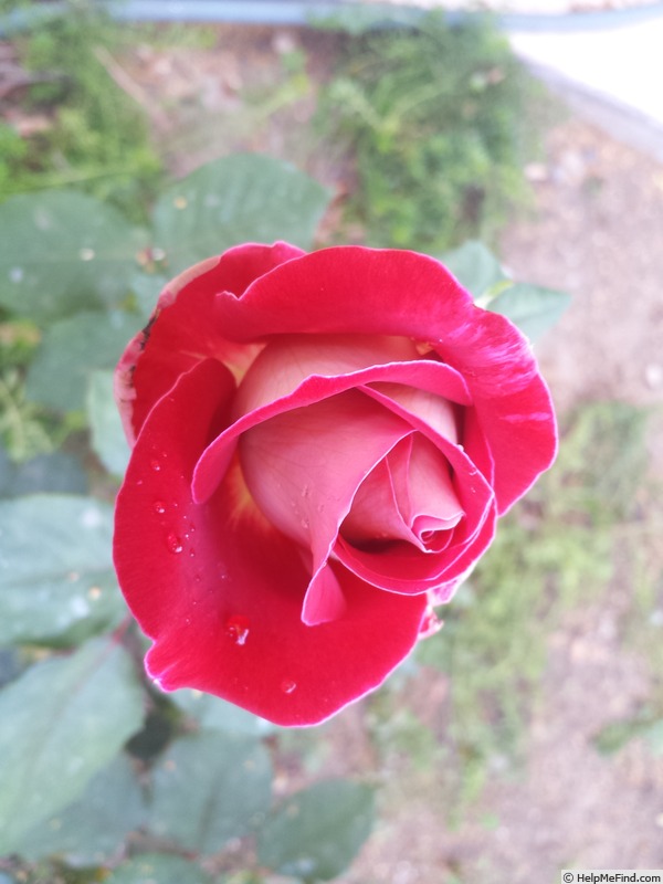 'Jamaica' rose photo