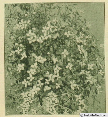 'C. montana rubens' clematis photo