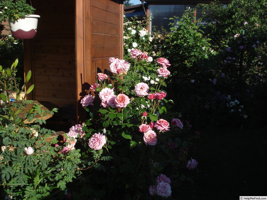 'Aloha (cl. hybrid tea, Boerner before 1949)' rose photo