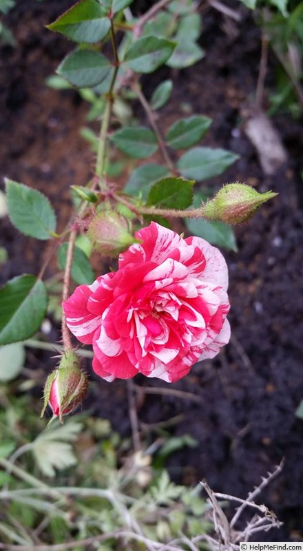 'Strawberry Swirl' rose photo