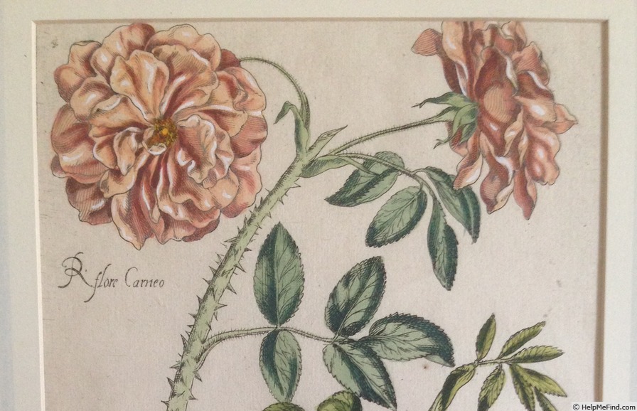 'Flore Carneo' rose photo