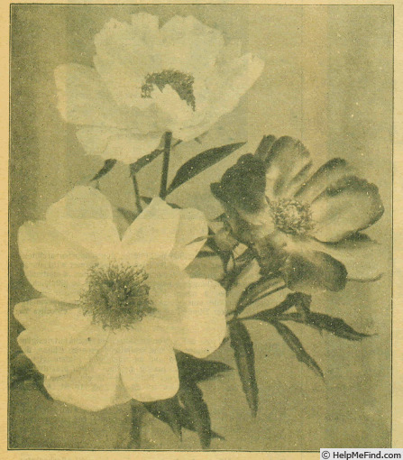 'Holbein' peony, click to enlarge 'Holbein' peony photo