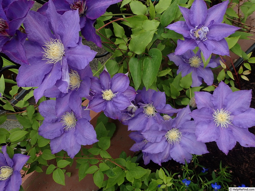 'C. 'H. F. Young'' clematis photo