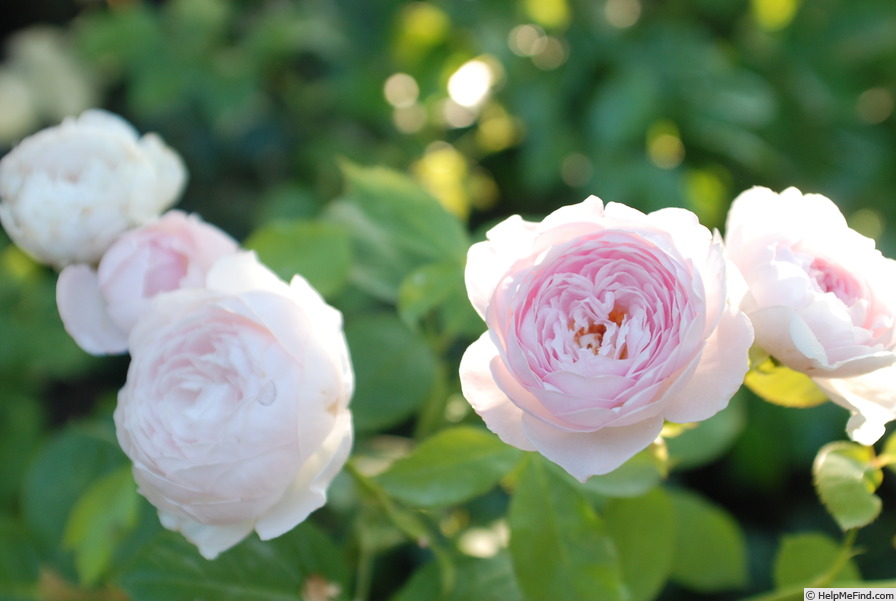 'Earth Angel' rose photo