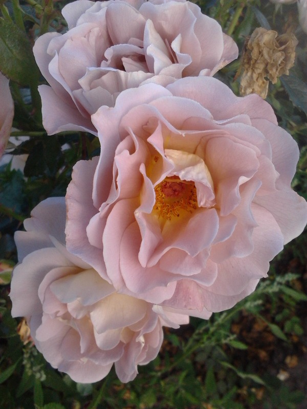 'Edouard Vermeulen' rose photo