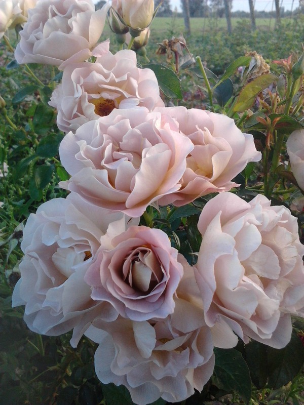 'Edouard Vermeulen' rose photo