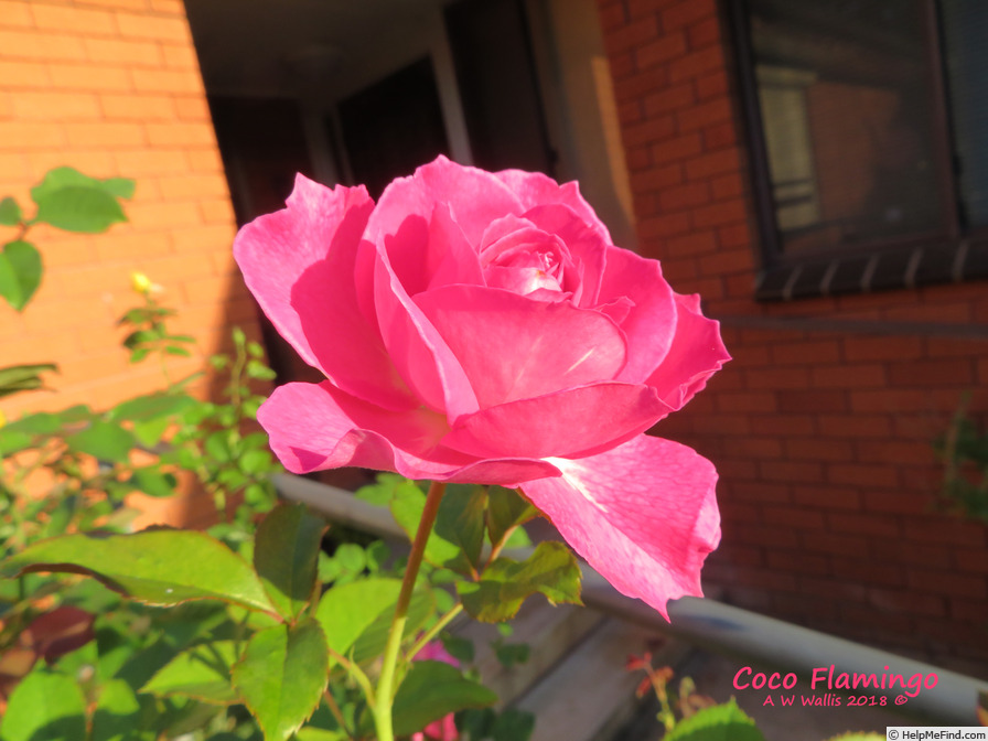'Coco Flamingo' rose photo