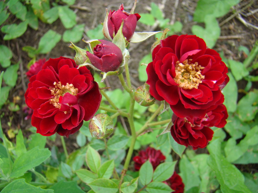 'Nina (shrub, Mehring, 2000)' rose photo