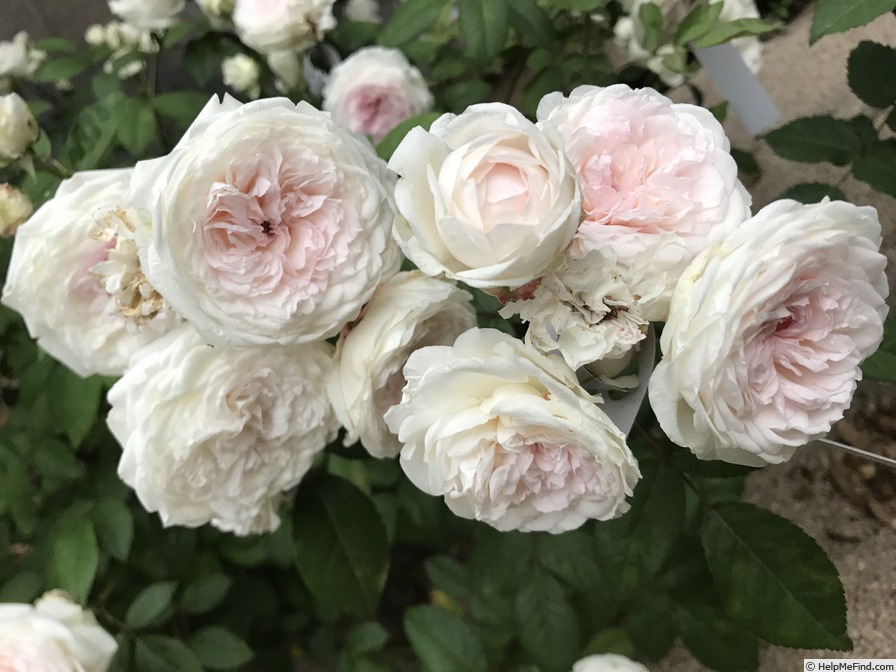 'Clotilde Soupert (polyantha, Soupert & Notting 1888)' rose photo