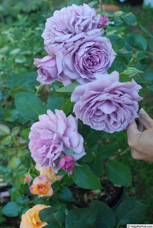 'Love Song (floribunda, Carruth 2011)' rose photo