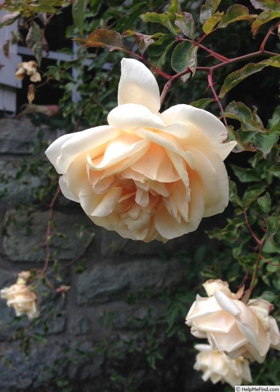 'Solfatare' rose, click to enlarge 'Solfatare' rose photo