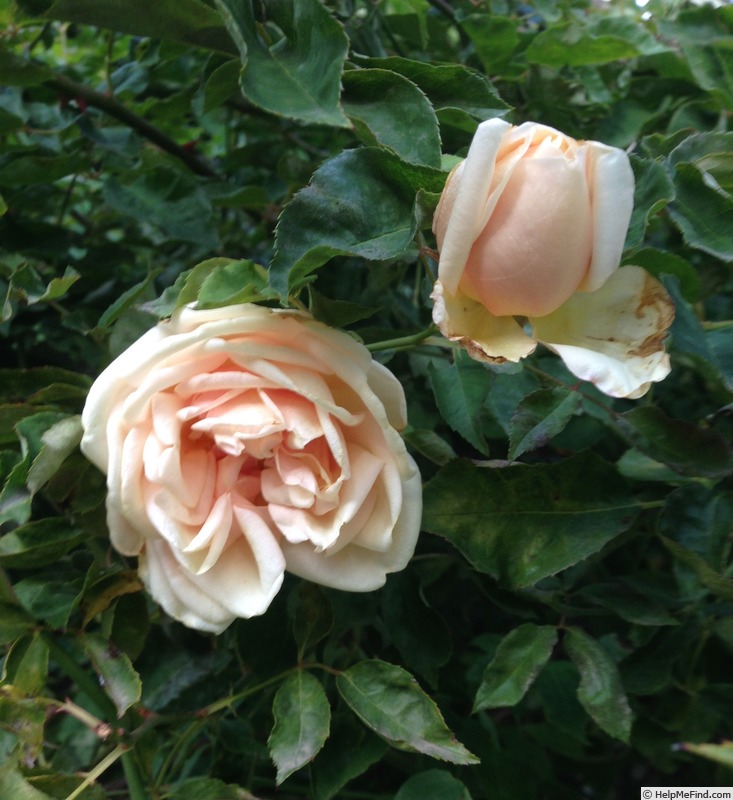 'Solfatare' rose, click to enlarge 'Solfatare' rose photo