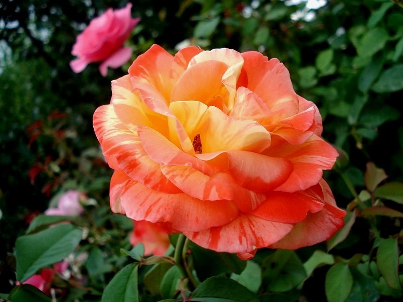 'Tropical Sunset ™' Rose