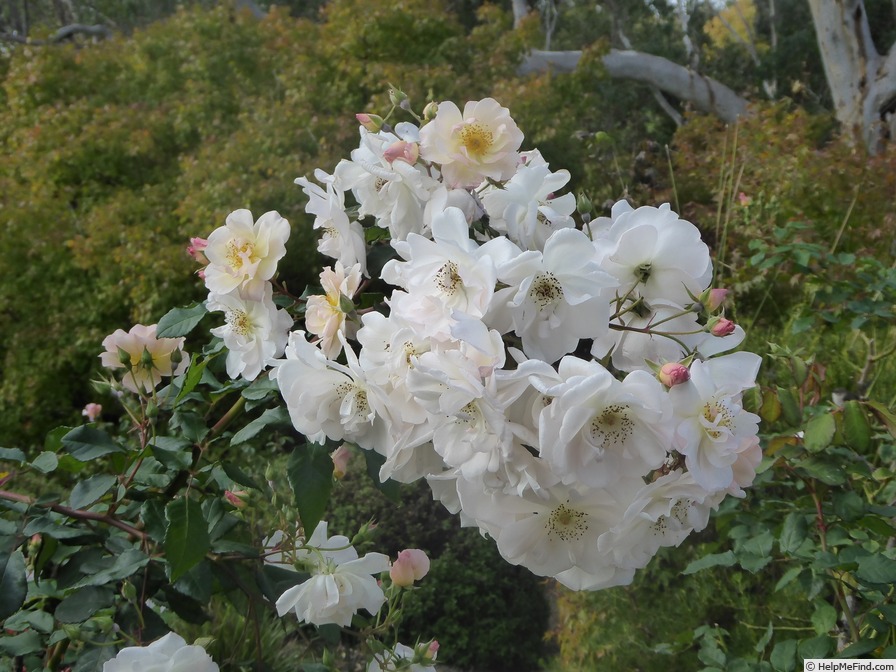 'Penelope (hybrid musk, Pemberton 1924)' rose photo