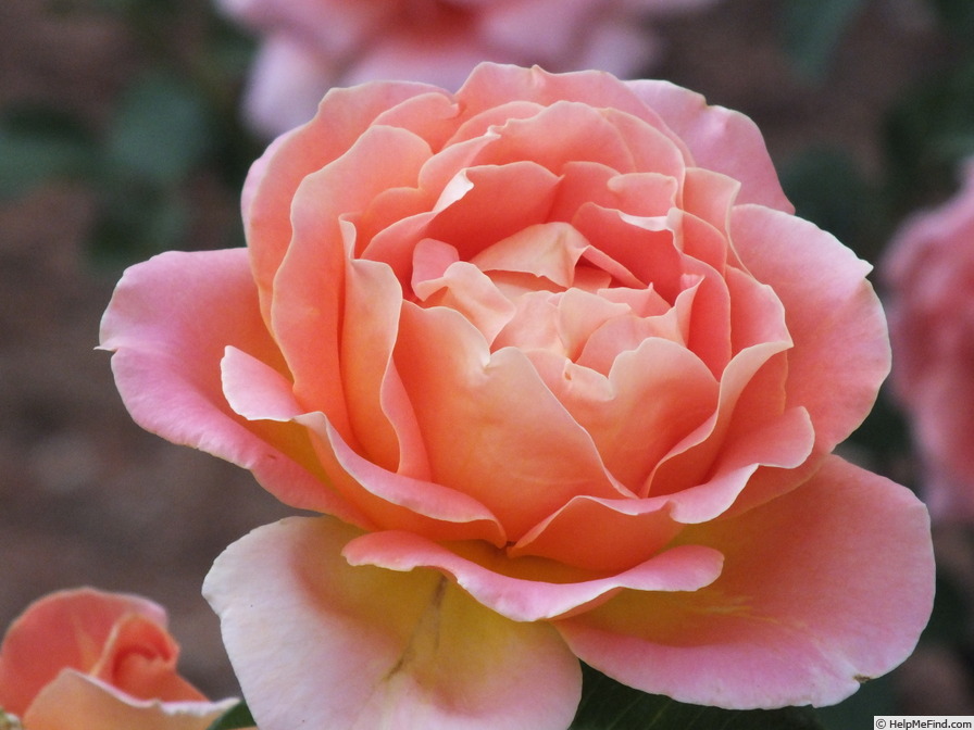 'Alpine Sunset ®' rose photo