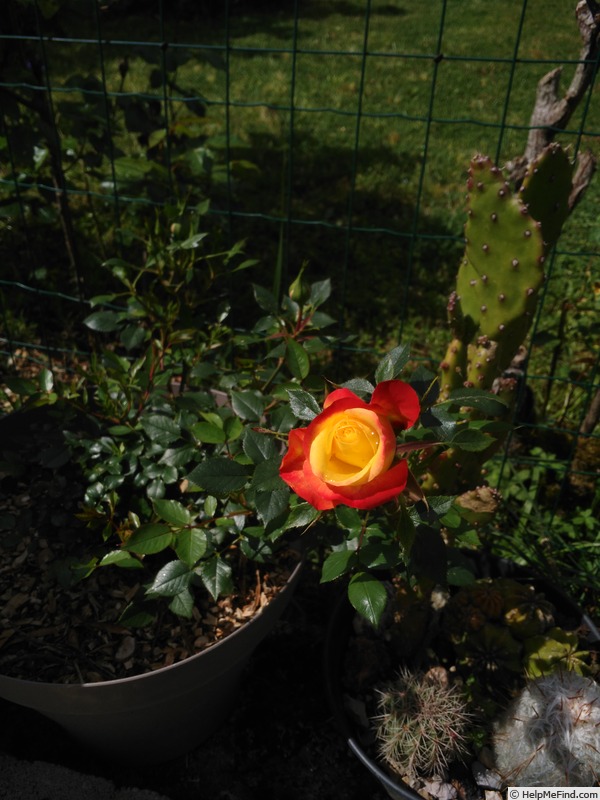 'MEIgenpi' rose photo