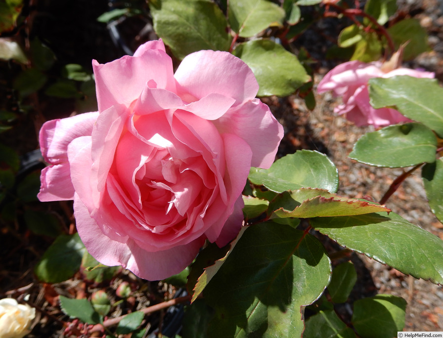 'Bloomfield Abundance (hybrid tea, Thomas 1920)' rose, click to enlarge 'Bloomfield Abundance (hybrid tea, Thomas 1920)' rose photo