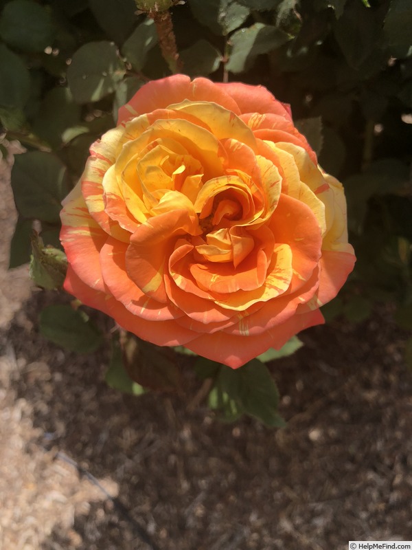 'Rainbow Niagara' rose photo