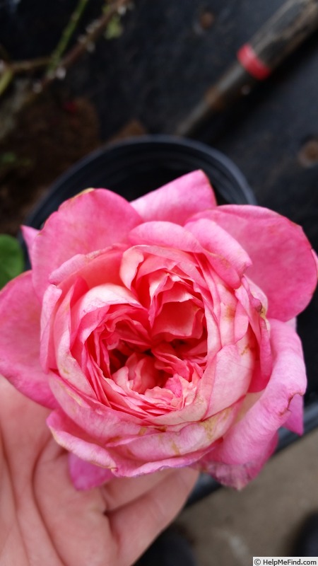 'Triple Delight' rose photo