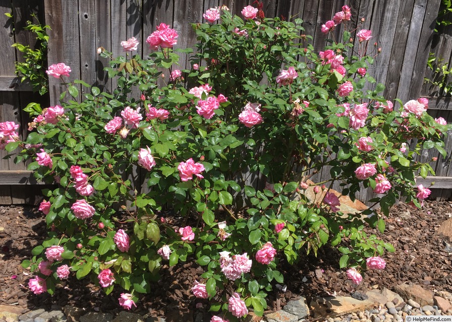 'Bloomfield Abundance (hybrid tea, Thomas 1920)' rose photo