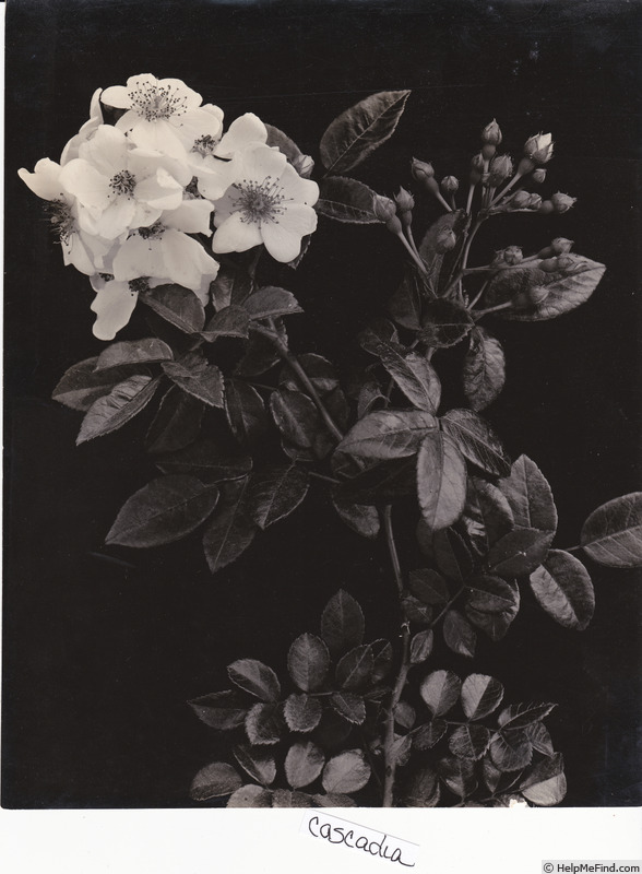 'Cascadia' rose photo